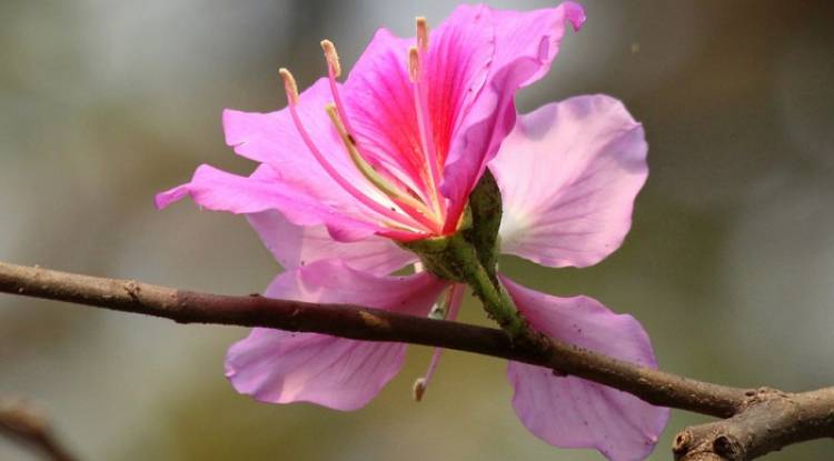 ফুলের ভেষজ গুণ